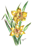 Kwiaty, malarstwo, akwarele, galeria, obrazy Kwiaty, malarstwo, akwarele, galeria, obrazy